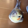 オカメインコ男の子3才です サムネイル4