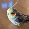 オカメインコ男の子3才です サムネイル5