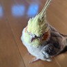 オカメインコ男の子3才です サムネイル6