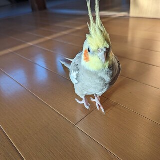 オカメインコ男の子3才です