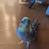 オカメインコ男の子3才です サムネイル7