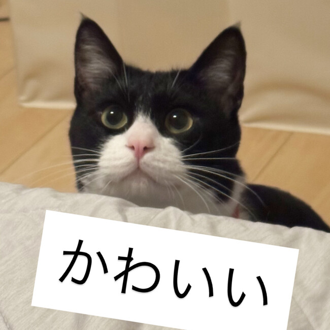 ぷりんさまのカバー写真