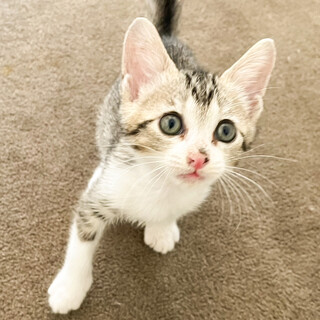 抱っこをすると甘えてくる人慣れ抜群♥のん