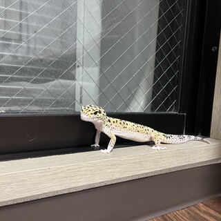 レオパ里親募集