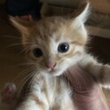 まんまる茶白の男の子