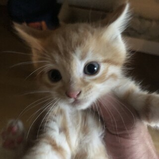 まんまる茶白の男の子