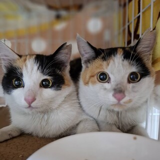 のん&のの1歳♡どうか姉妹でお迎えお願いします♡