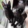 【1019月島】初心者お子様お留守番OK黒猫兄妹 サムネイル3