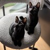 【1019月島】初心者お子様お留守番OK黒猫兄妹 サムネイル2