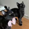 【1019月島】初心者お子様お留守番OK黒猫兄妹 サムネイル6