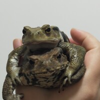 ミニ・チョコ・ナッツ