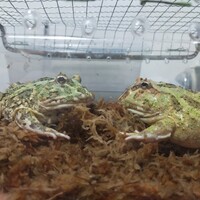 チョーさんとウメさん