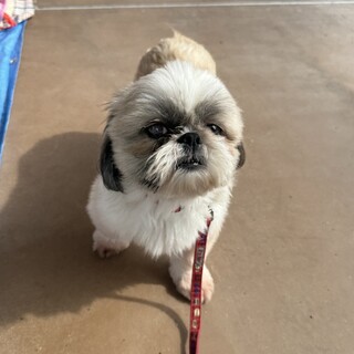 穏やかでちょっとシャイなシーズーの女の子