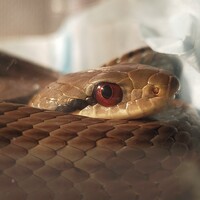 シマヘビ(名前考え中)