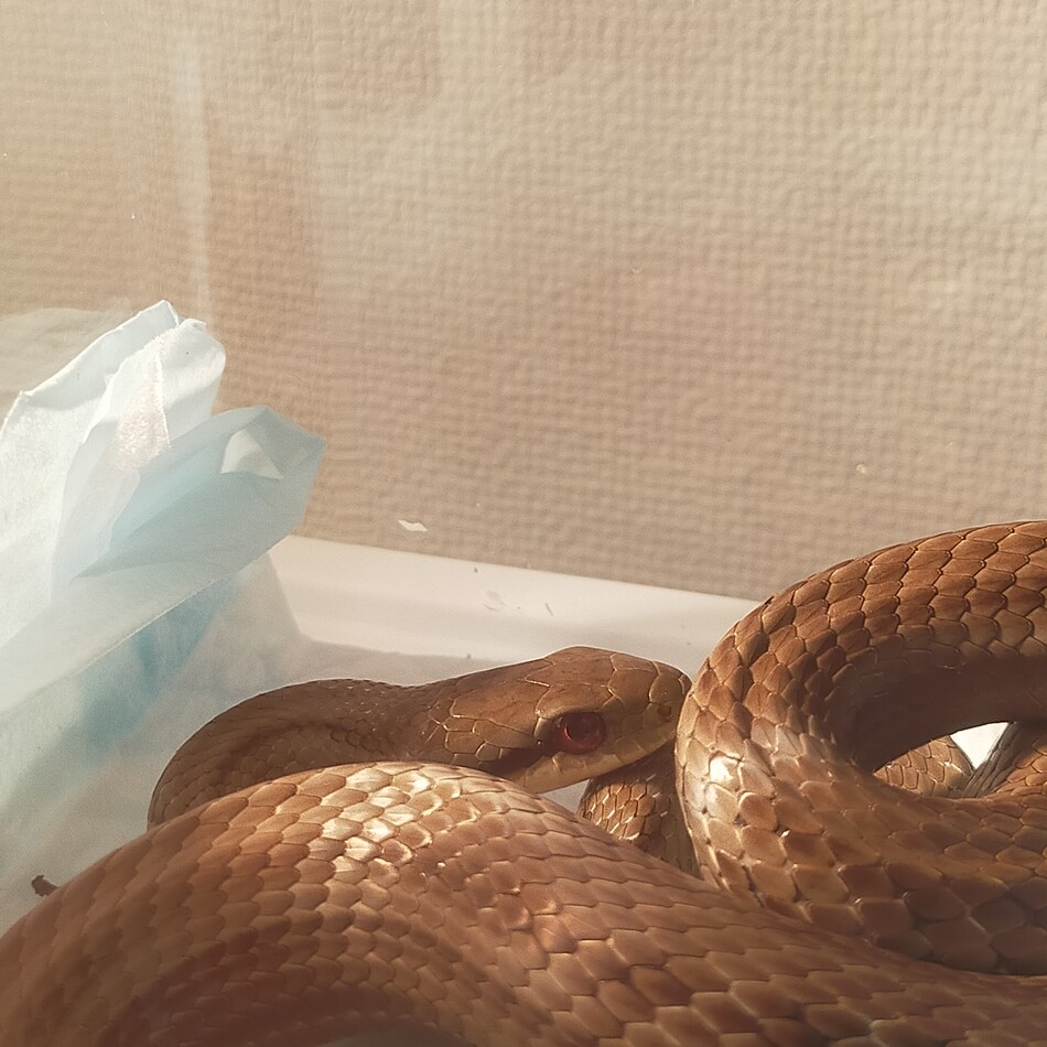 シマヘビ(名前考え中)のカバー写真