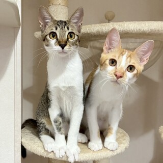 【1019月島】元気な甘えん坊お膝猫ペア