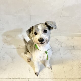 トイプードル×ボロニーズ男の子