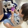 トイプードル×ボロニーズ男の子 サムネイル3