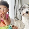 トイプードル×ボロニーズ男の子 サムネイル4