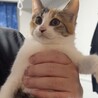 ふわふわ三毛猫けいちゃん⭐︎三兄妹で保護！ サムネイル2