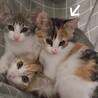ふわふわ三毛猫けいちゃん⭐︎三兄妹で保護！ サムネイル3