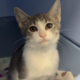 ふわふわシルバーグレー系きじしろ♂三兄妹で保護！