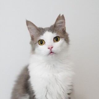 10/19高田馬場★さつきちゃん★アンニュイねこ