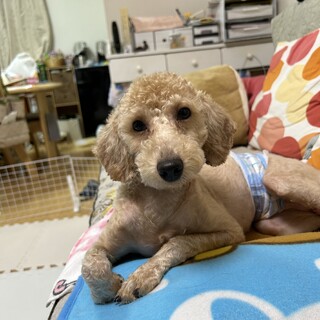 甘えん坊な脚長トイプー、ジジくん