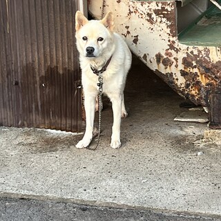 お目目がくりくりでスタイル抜群シロくん