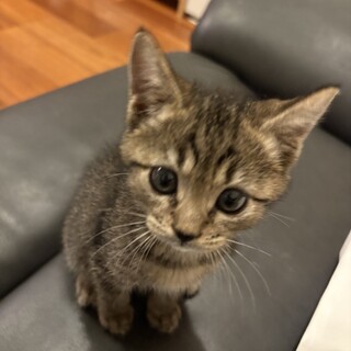 モナちゃん⭐︎生後三ヶ月の仲良し姉妹⭐︎子猫