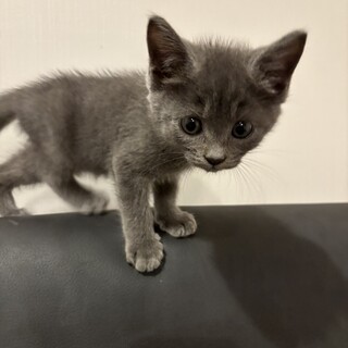 アンちゃん⭐︎生後三ヶ月の仲良し姉妹⭐︎子猫