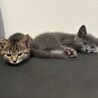 アンちゃん⭐︎生後三ヶ月の仲良し姉妹⭐︎子猫 サムネイル4