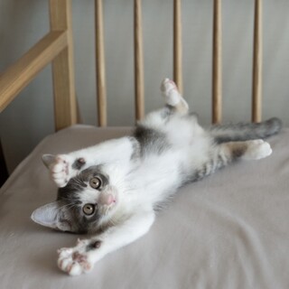 【1019月島】アメショーママの天真爛漫な子猫ー杏