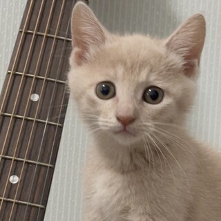 ミルクティー色の可愛い子猫