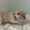 ミルクティー色の可愛い子猫 サムネイル2