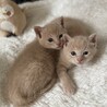 ミルクティー色の可愛い子猫 サムネイル3