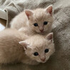 ミルクティー色の可愛い子猫 サムネイル5