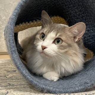 【11/3六本木】穏やか✦しっとり甘える美猫親子