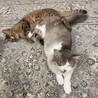 【11/3六本木】穏やか✦しっとり甘える美猫親子 サムネイル5