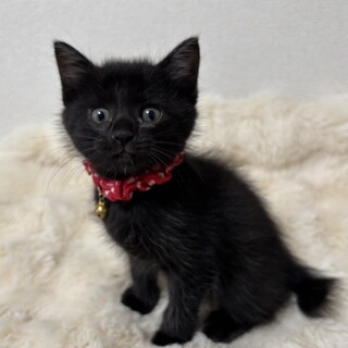 愛らしい女の子・澄佳（すみか）ちゃん