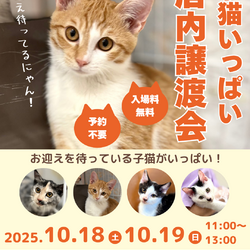子猫の店内ふれあい譲渡会