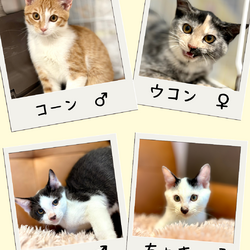 子猫の店内ふれあい譲渡会 サムネイル2