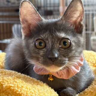 【10/19東銀座】きんぴらちゃん★２ヵ月半♪