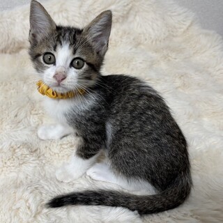 甘えっ子兄妹たち・姫愛（ひな）ちゃん