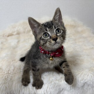 甘えっ子兄妹たち・千愛（せら）ちゃん