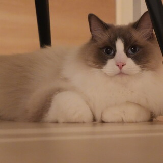 ラグドールの男の子 2歳