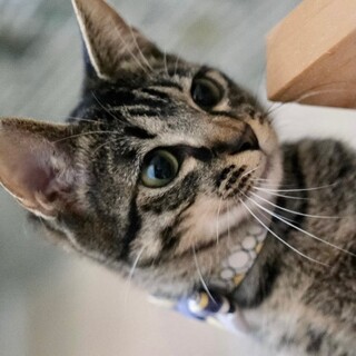 【沈香茶（とのちゃ）】シャイで優しい男の子