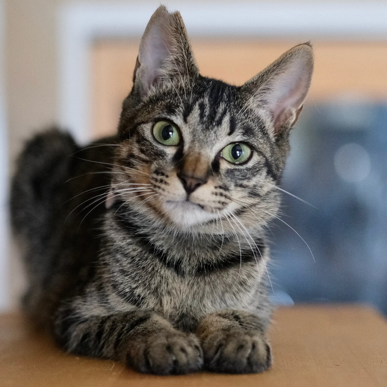 【沈香茶（とのちゃ）】シャイで優しい男の子 サムネイル3