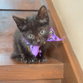 お喋りちびさん『チルドレン』