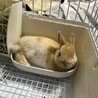 【急募】ミニウサギ（ケージ類もお渡しできます） サムネイル3